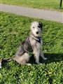 Lurcher Ejra 2.jpg