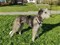 Lurcher Ejra 3.jpg