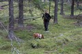 Viltspår 111009_10.JPG