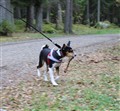 Viltspår 111009_9.JPG