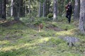 spår (1).jpg