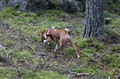 spår (2).jpg