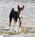 vinter troya4.JPG